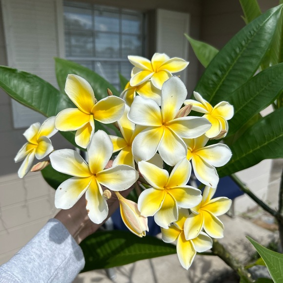 Meet your Posher, Gina - Picture 12 of 13